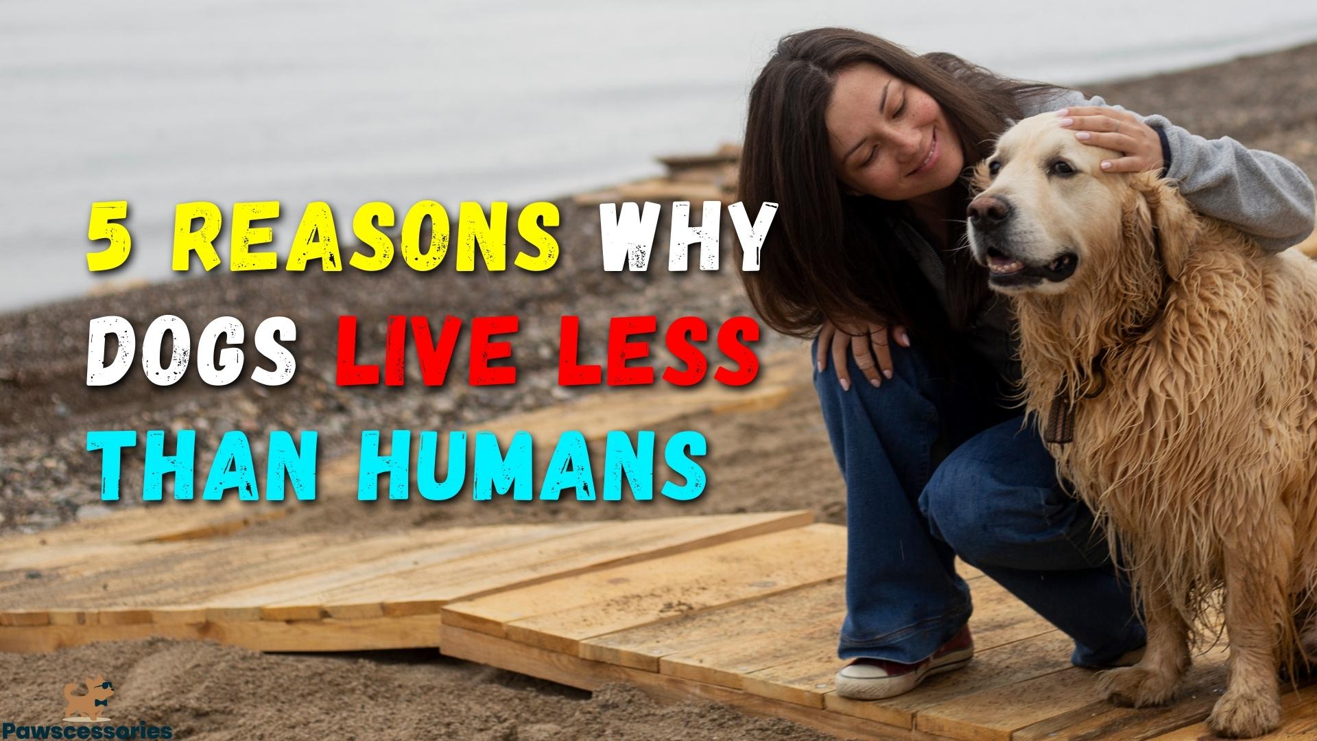 The 5 Reasons Why Dogs Live Less Than Humans