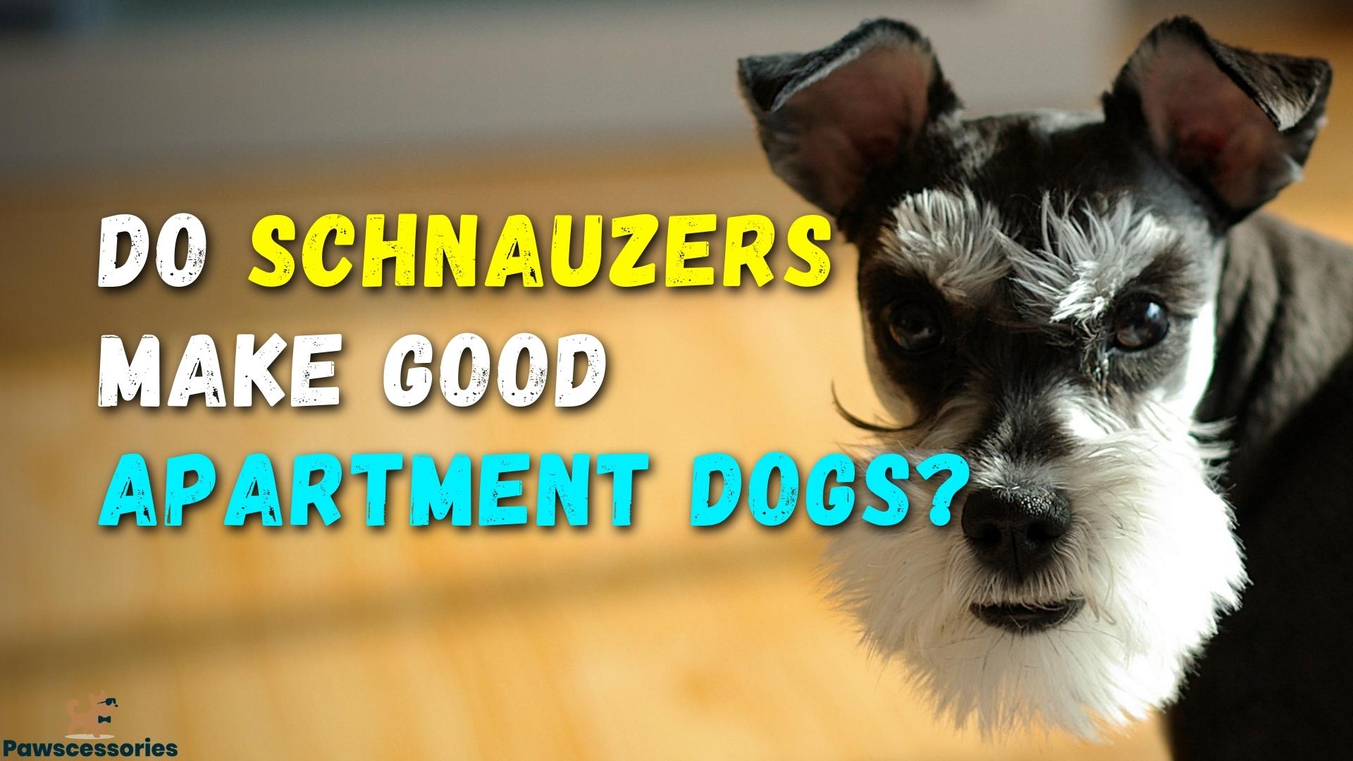 Do Schnauzers Make Good Apartment Dogs? 12 Things To Know