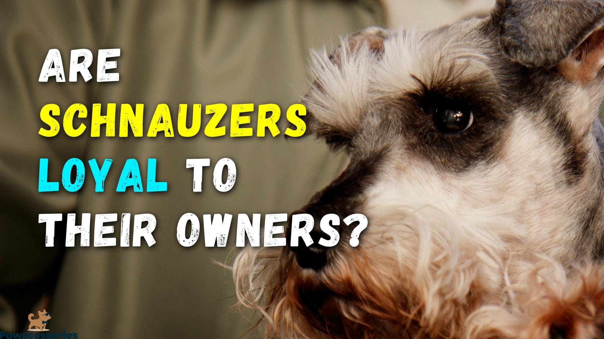 Are Schnauzers Loyal To Their Owners? 9 Facts Revealed