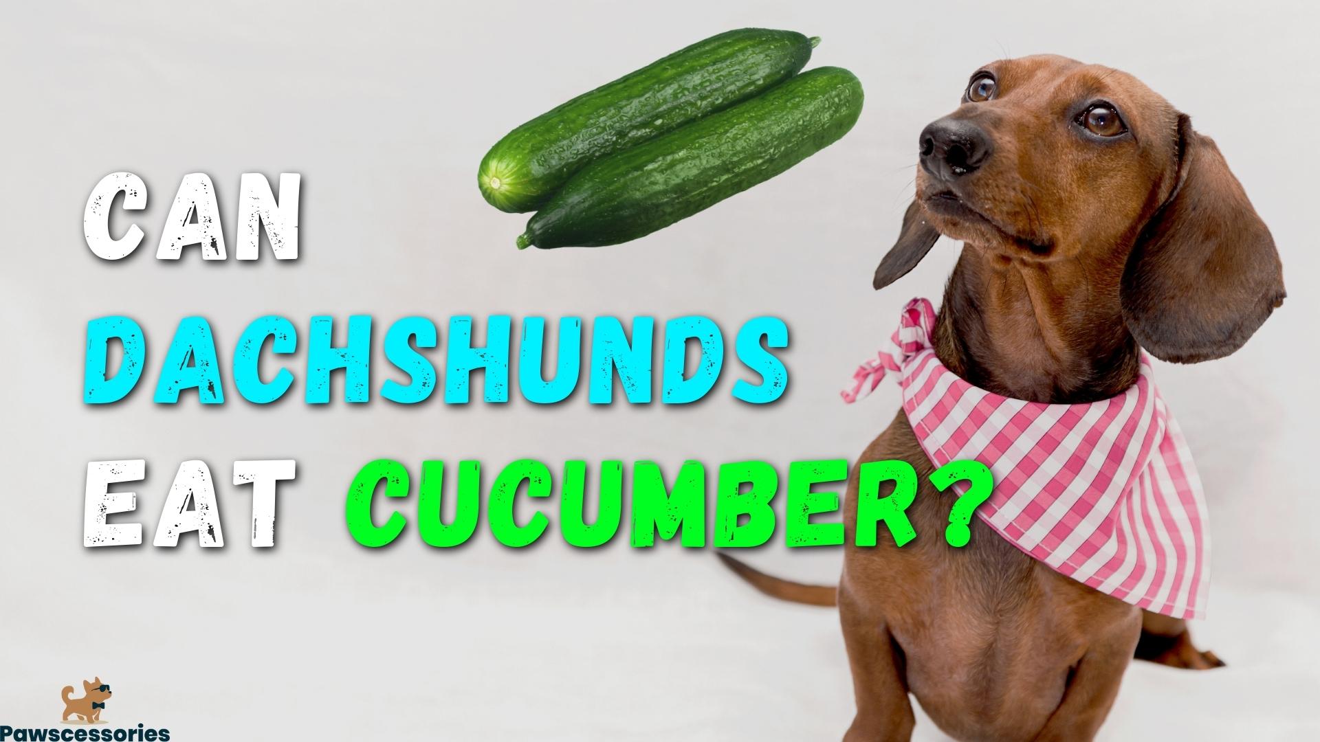 Can Dachshunds Eat Cucumbers? 9 Benefits + 2 Dangers