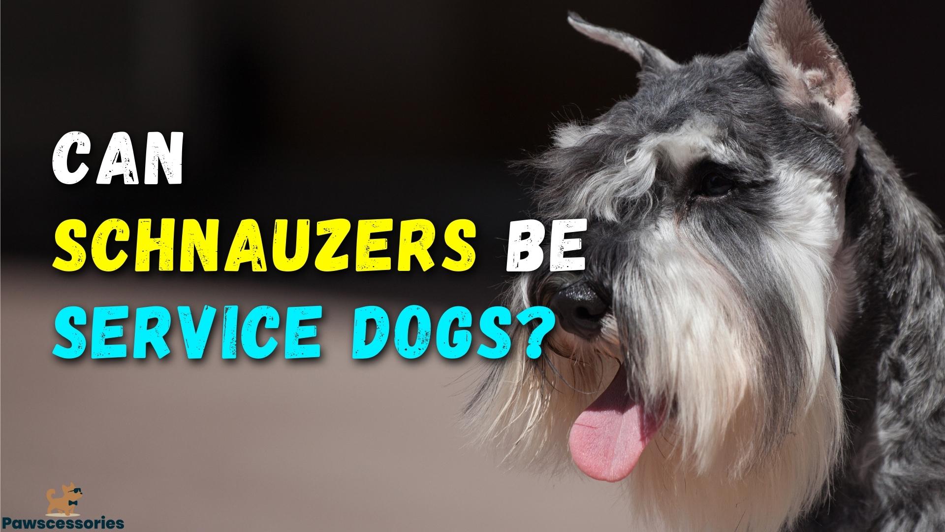 Can Schnauzers Be Service Dogs? 6 Things You Should Know