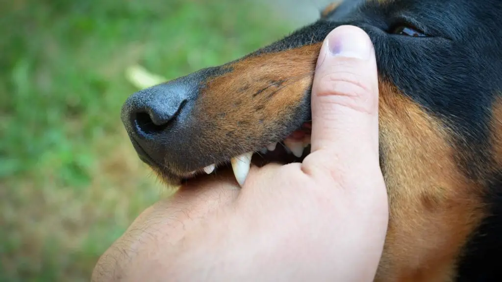 dog biting