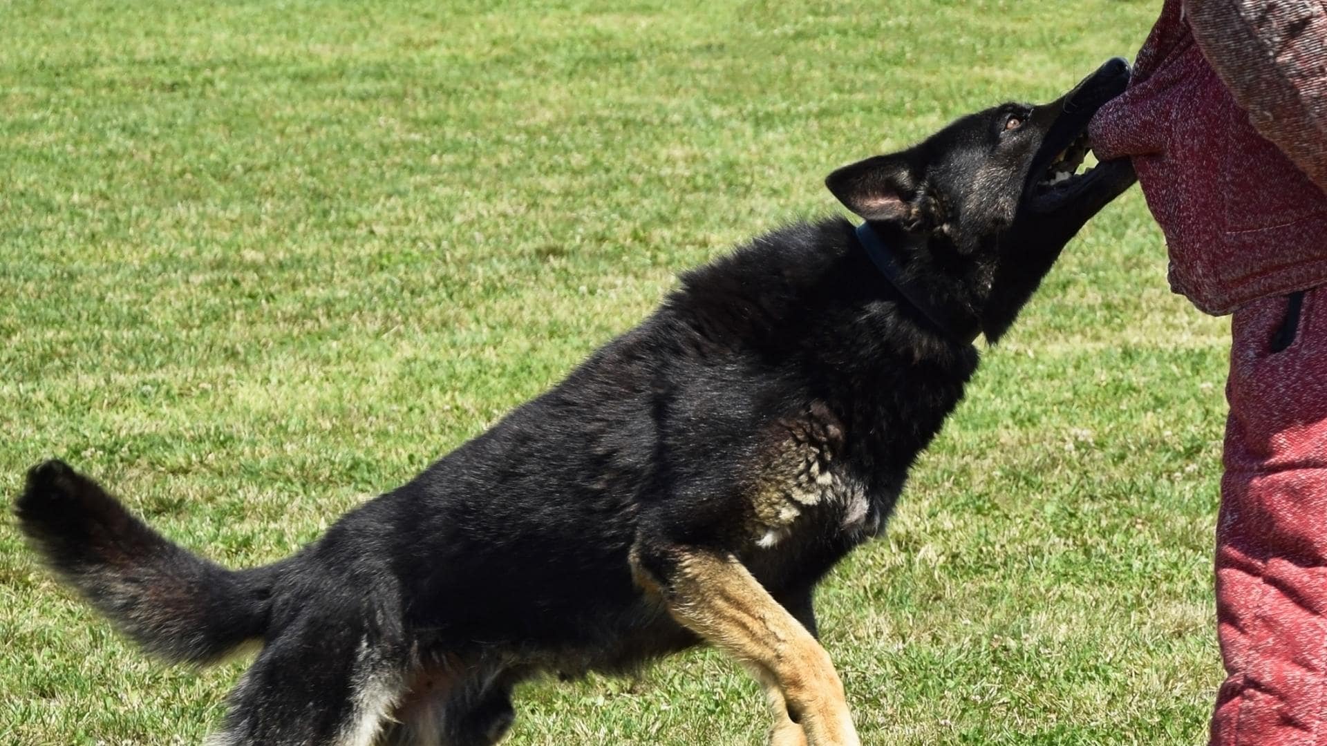 How To Stop A Dog From Biting (13 Solutions For Dog Biting)