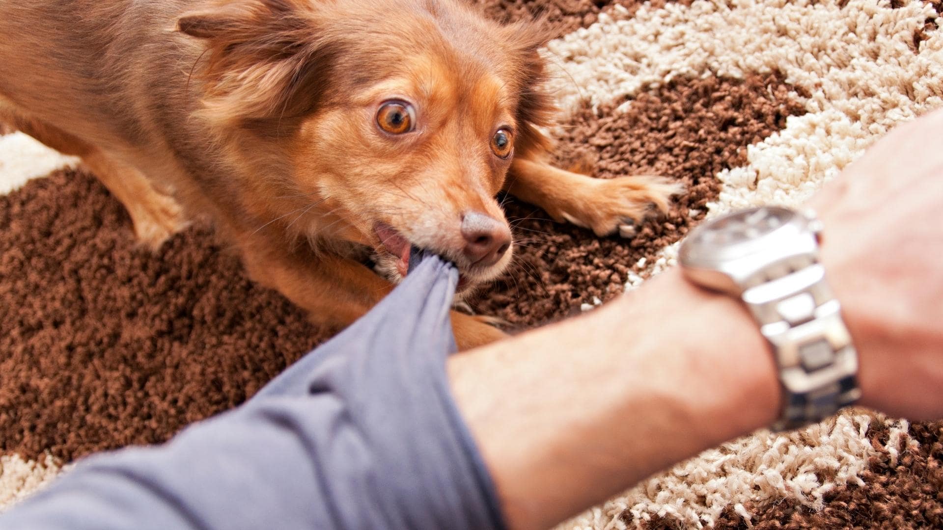 How To Stop A Dog From Biting (13 Solutions For Dog Biting)