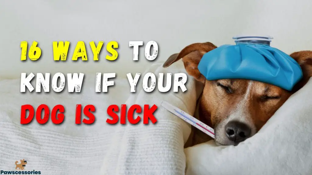 16-ways-to-know-if-your-dog-is-sick