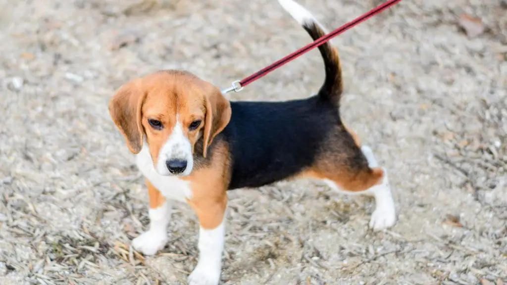 how to get a puppy to walk on a leash