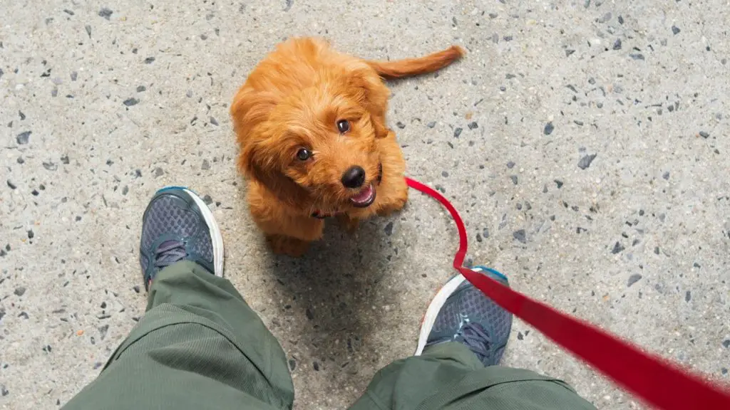 how to teach a puppy to walk on a leash