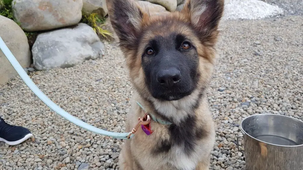 how to train puppy to walk on leash