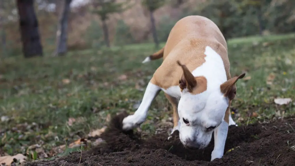 stop dog digging