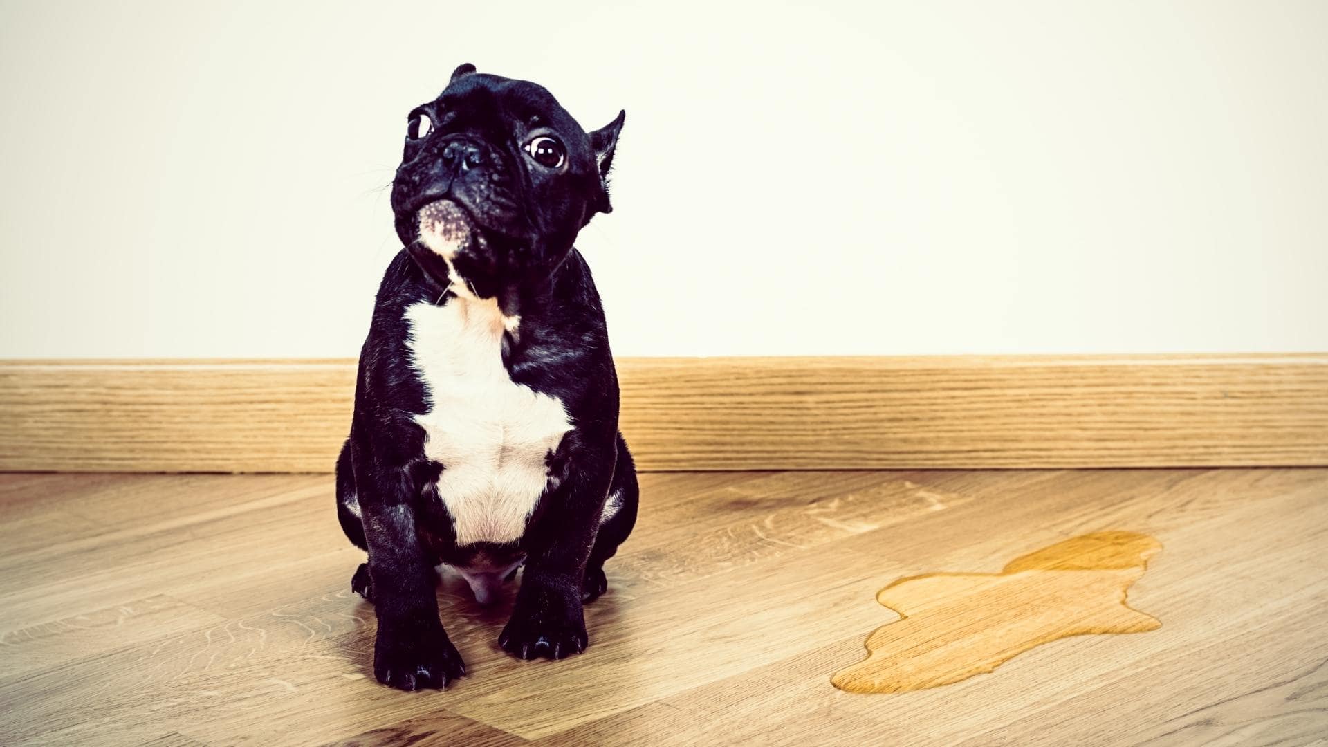 how-to-stop-a-dog-from-peeing-in-the-house-12-step-guide