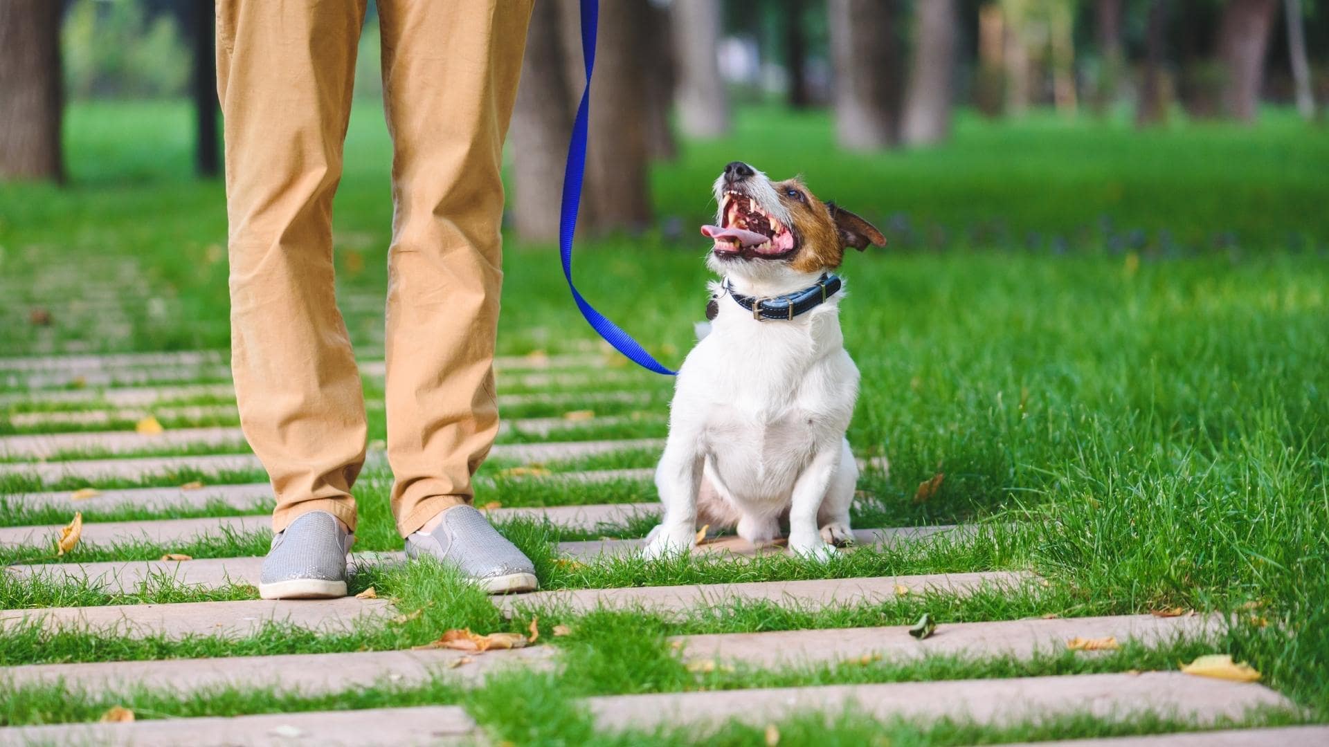 Leash Training A Puppy How To Leash Train A Puppy (11 Tips)