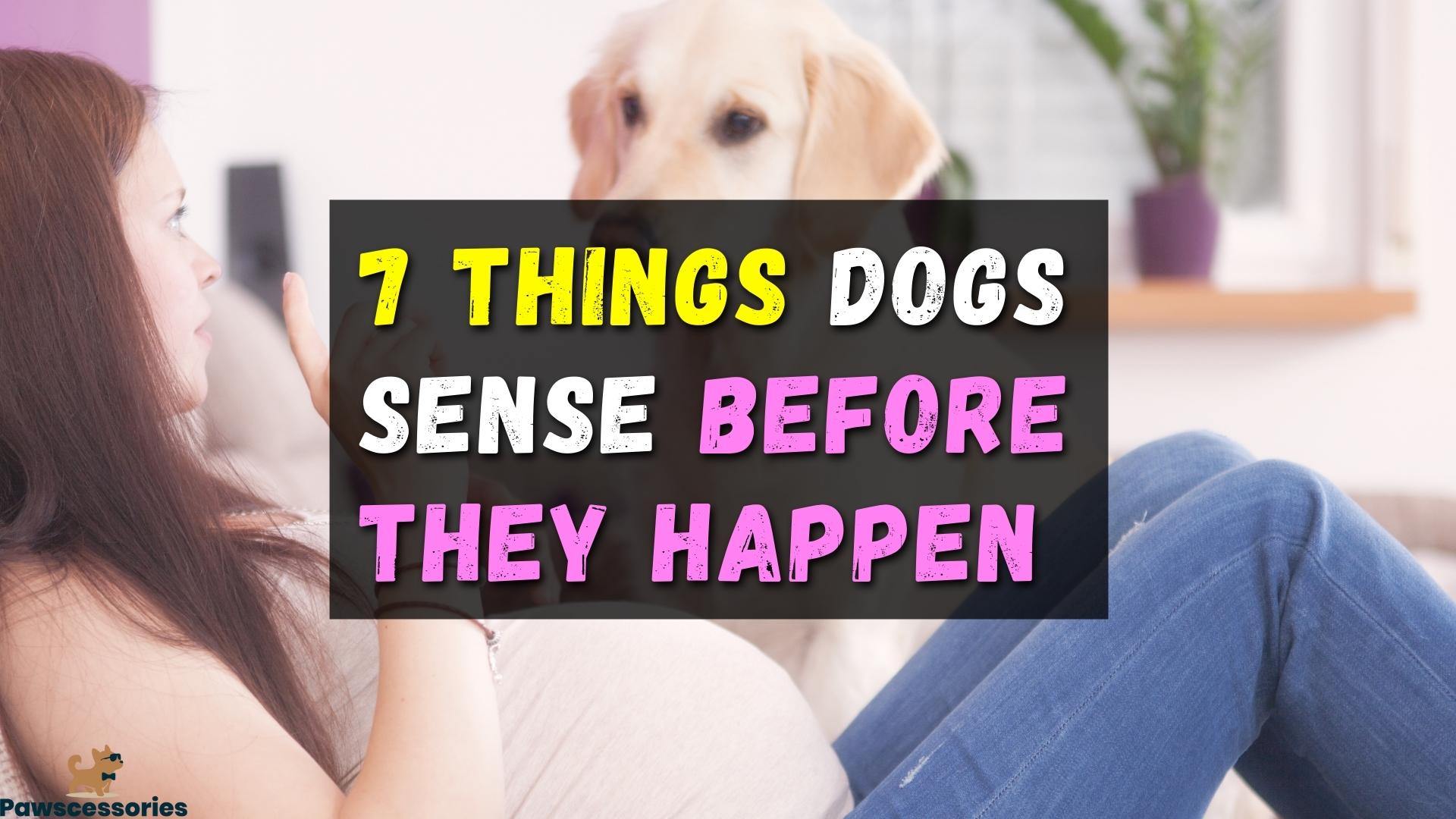 7 Unexplainable Things Dogs Sense Before They Happen