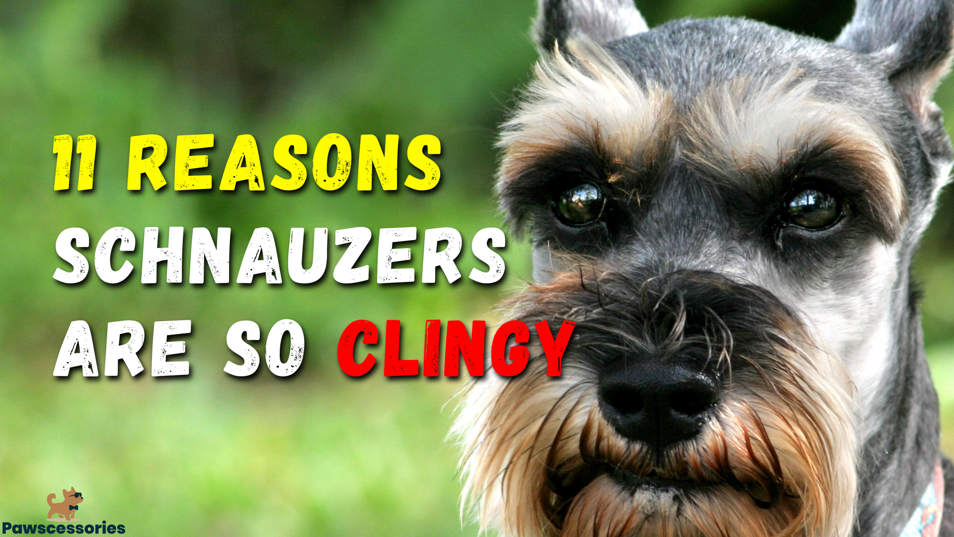 11 Reasons Why Your Schnauzer Is So Clingy And Needy