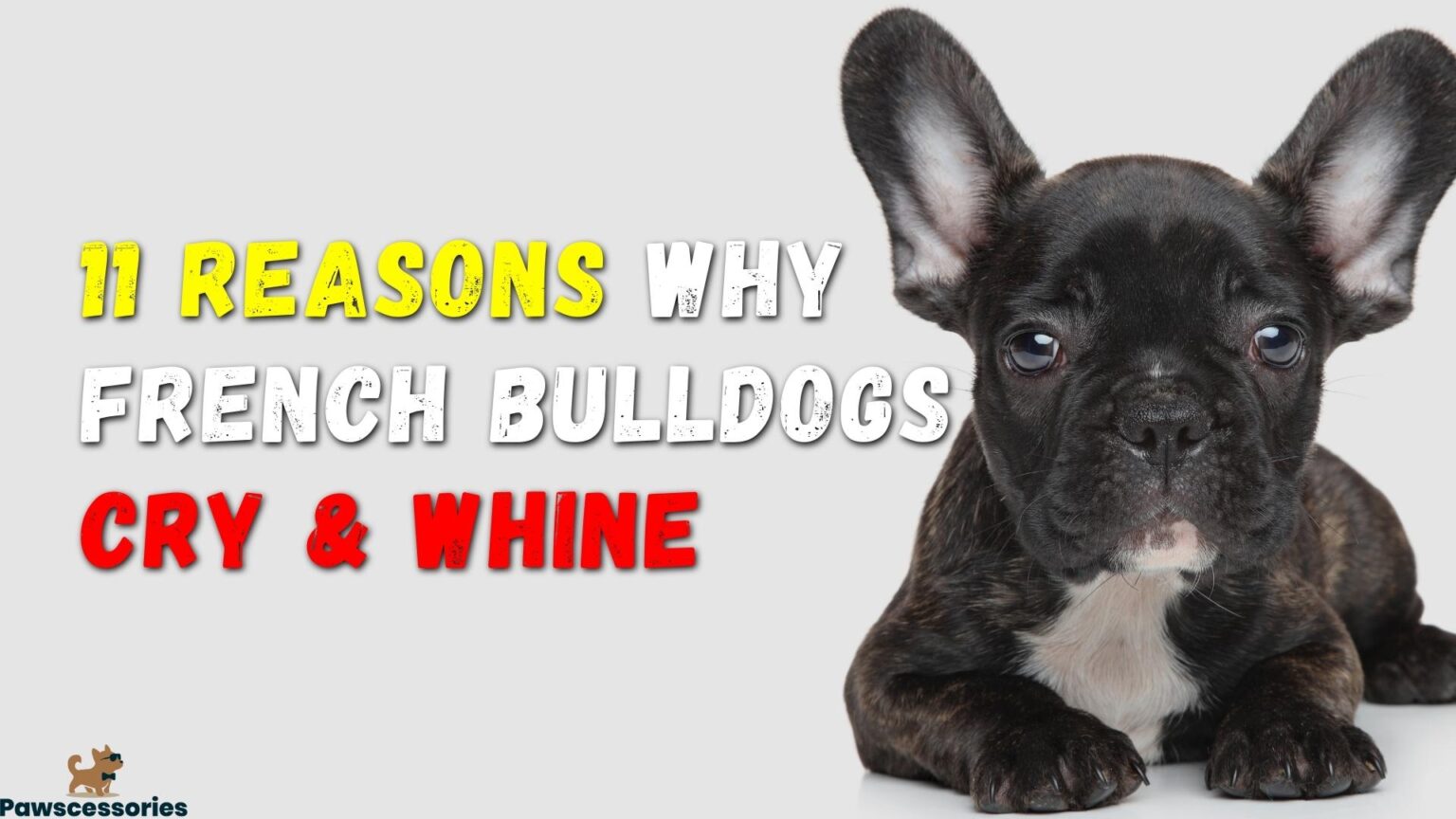 11 Reasons Why French Bulldogs Cry & Whine So Much + Tips