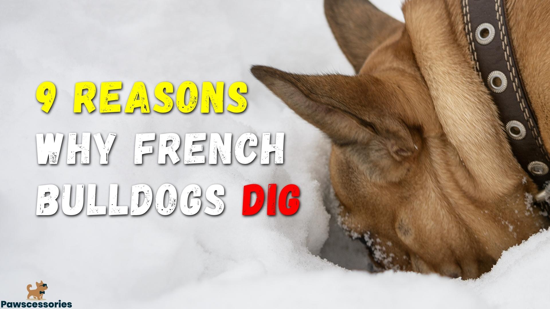 9 Reasons Why French Bulldogs Dig + Simple Tips To Stop It