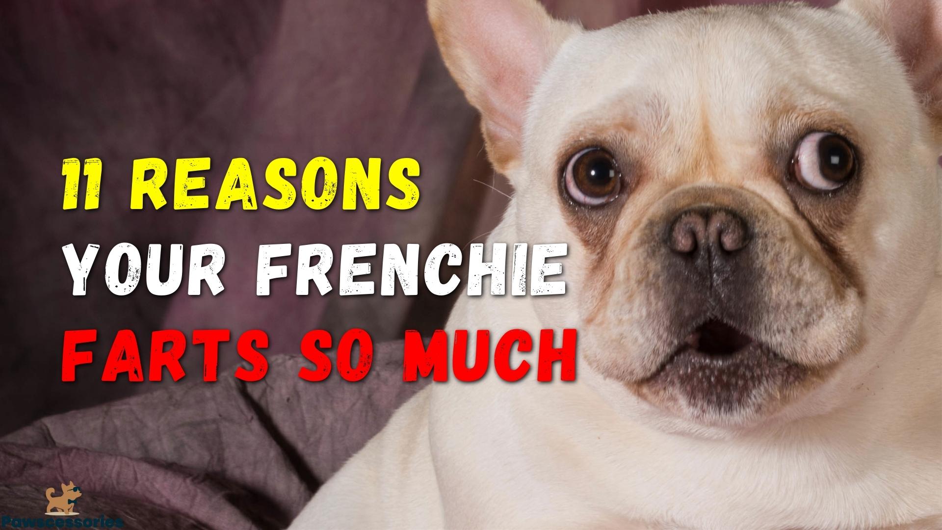 11 Reasons Why Your Frenchie Farts So Much + Helpful Tips
