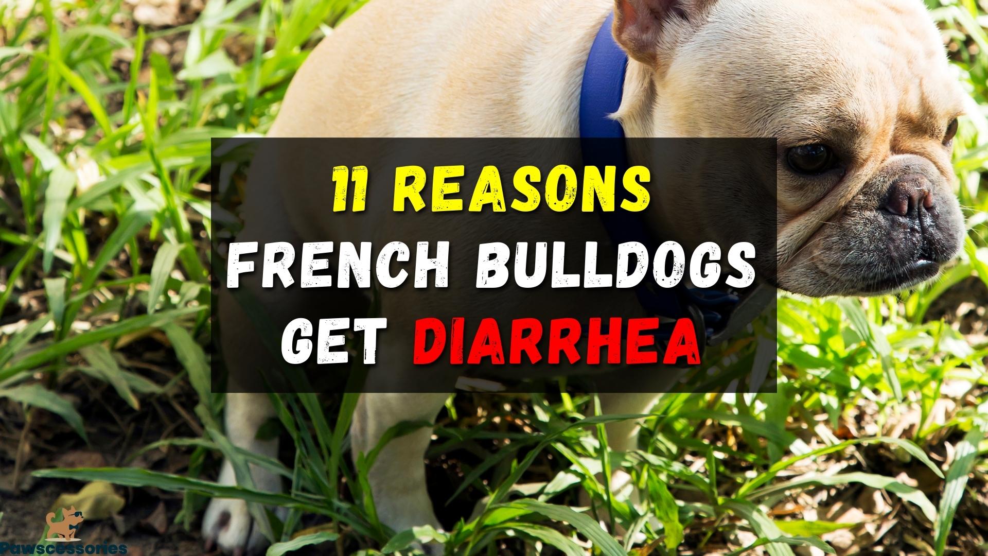 11 Reasons French Bulldogs Get Diarrhea Tips To Help