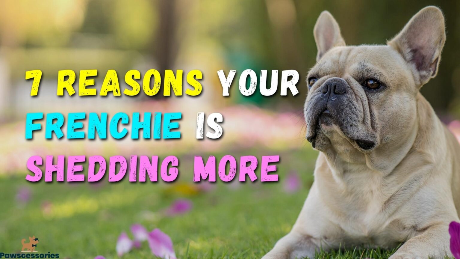 7 Reasons Why Your Frenchie Is Shedding More + 5 Tips