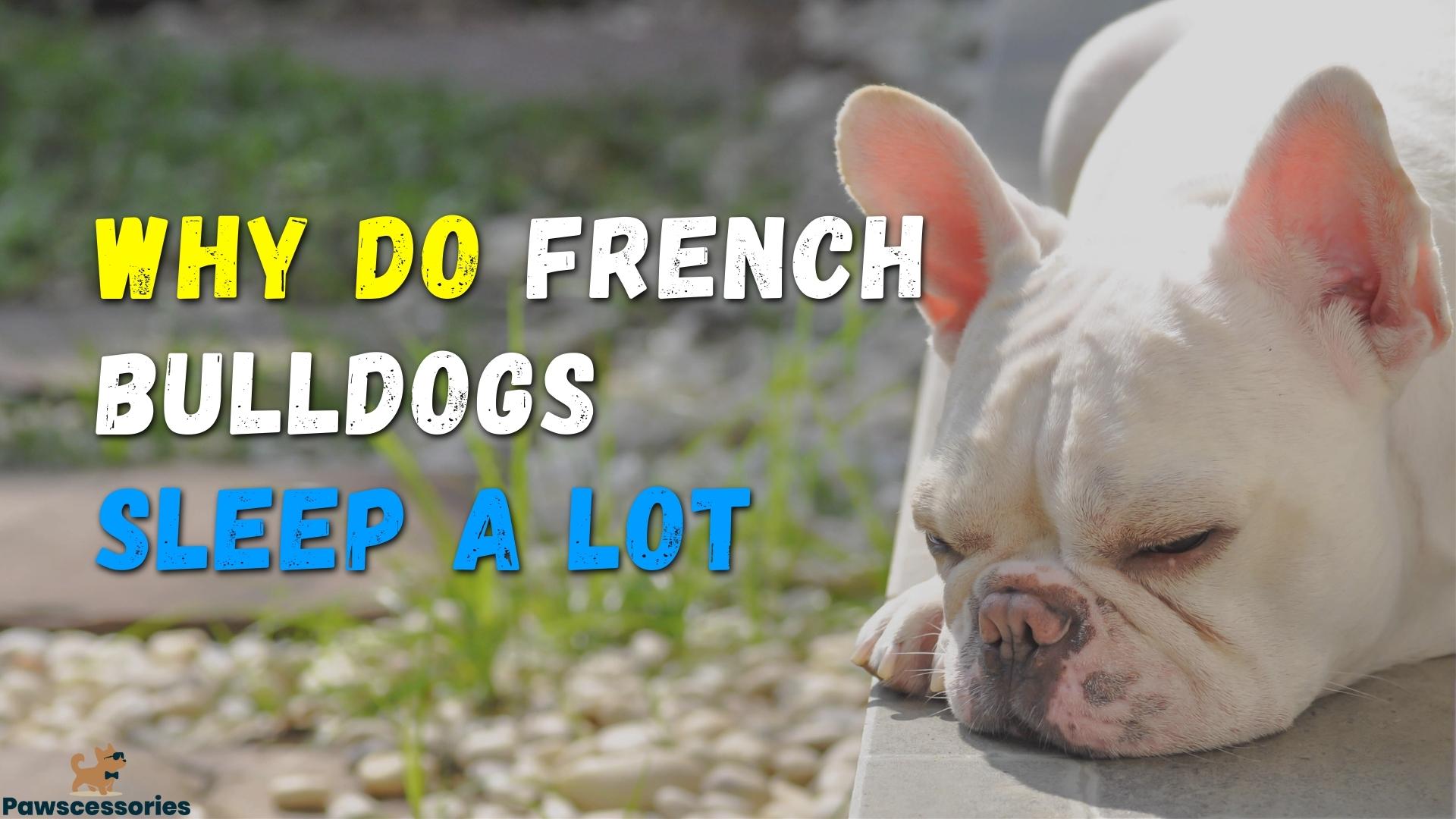 9 Interesting Reasons Why French Bulldogs Sleep So Much