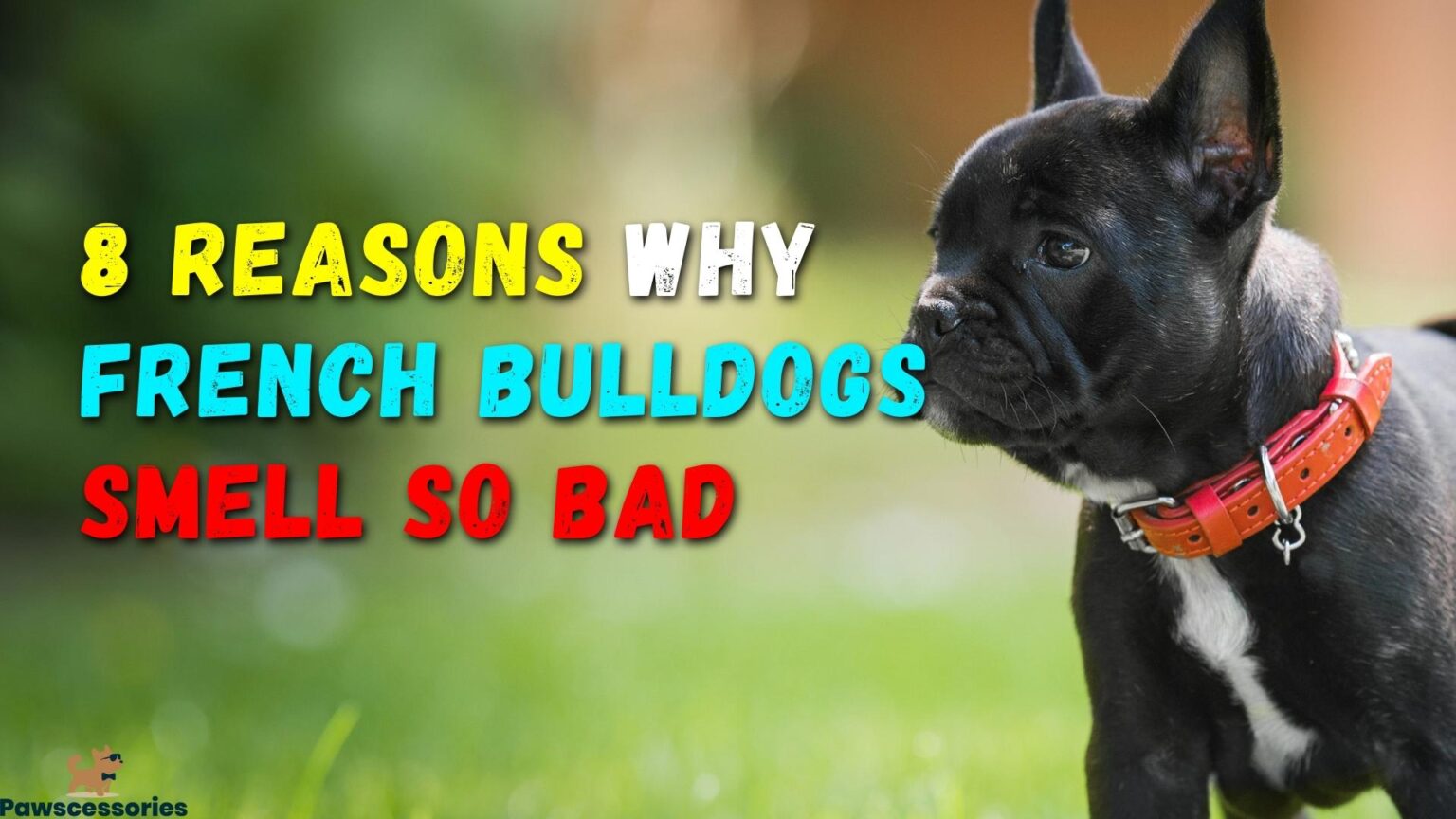 8 Reasons Why French Bulldogs Smell + 7 Ways To Stop It