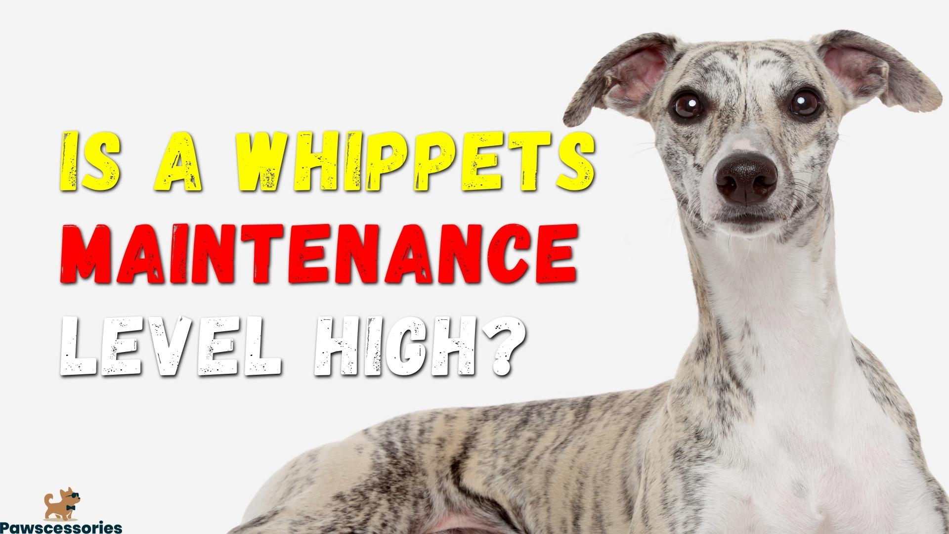 Are Whippets High Maintenance