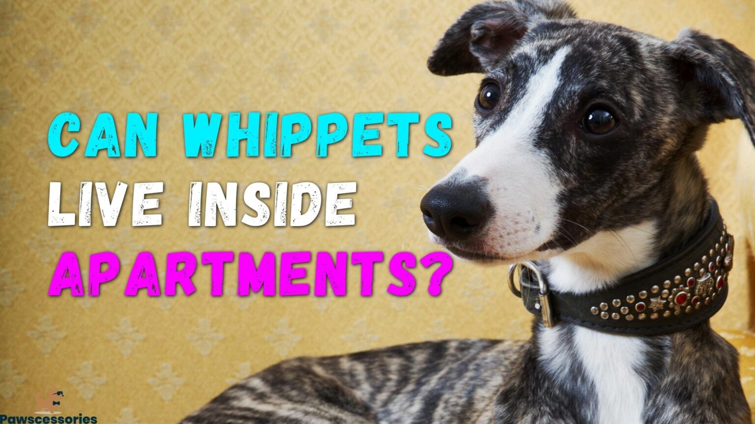 5 Reasons Whippets Make Great Apartment Dogs + 7 Tips