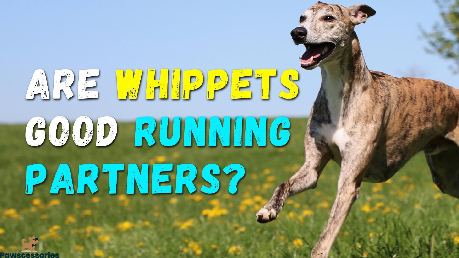 do-whippets-make-good-running-partners-the-truth-tips