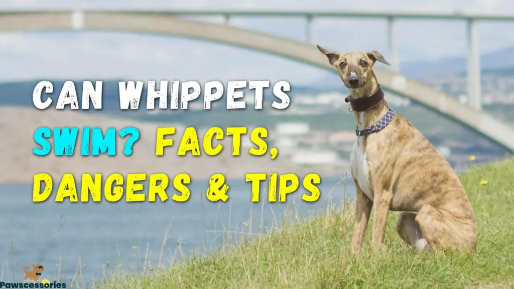 can whippets swim