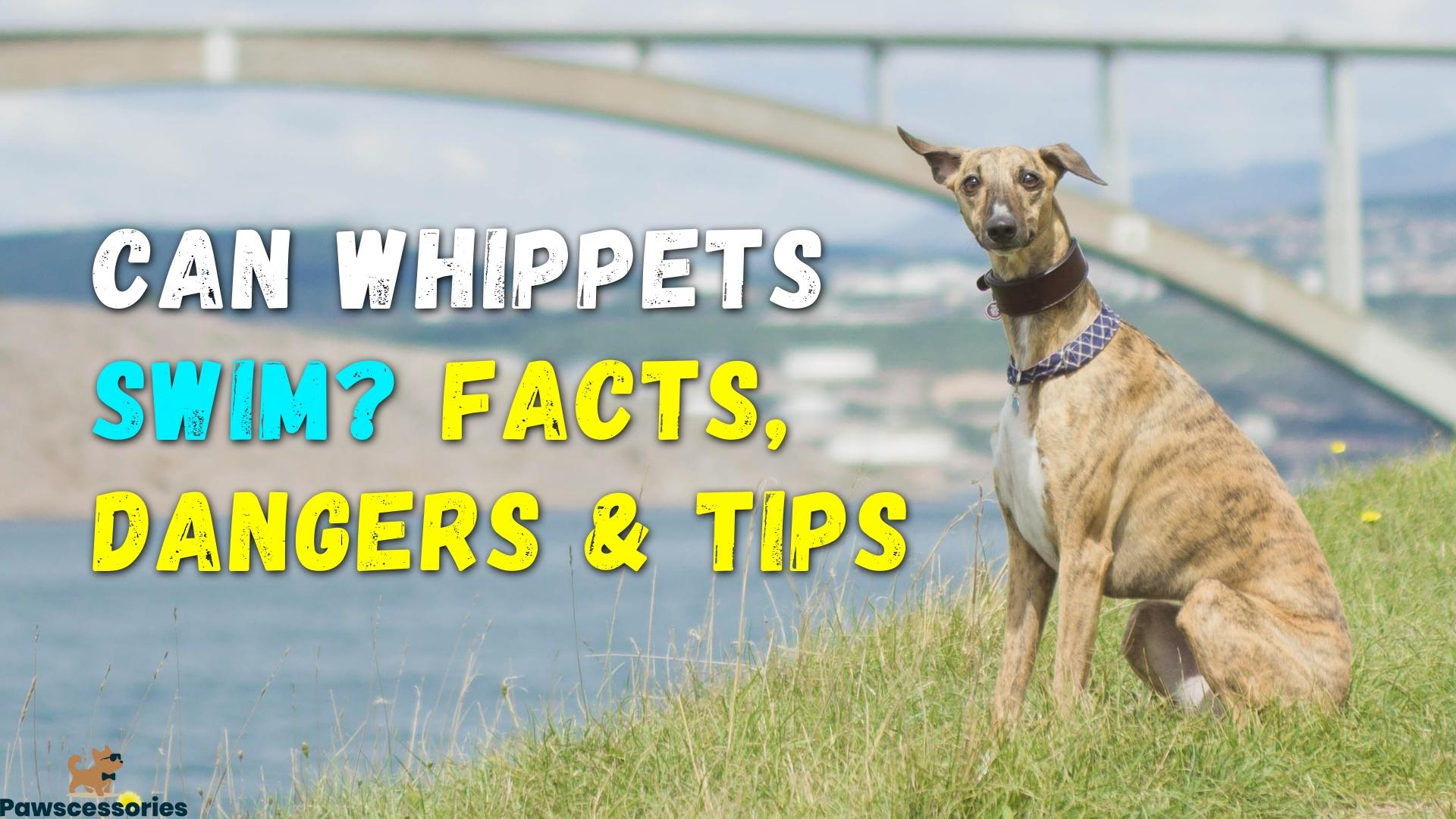 can whippets swim