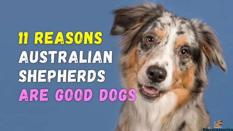 11 Reasons Why Australian Shepherds Are Good Dogs + Tips