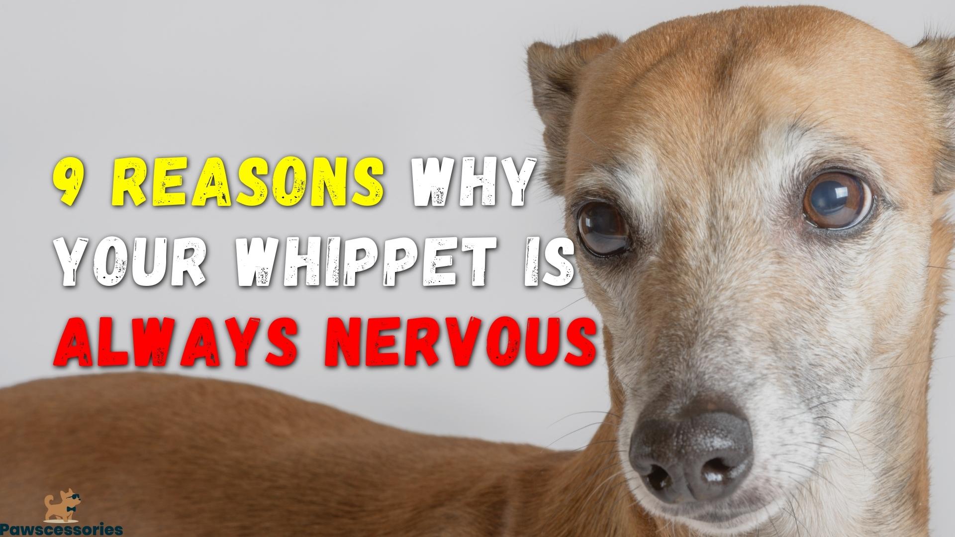 why are whippets nervous