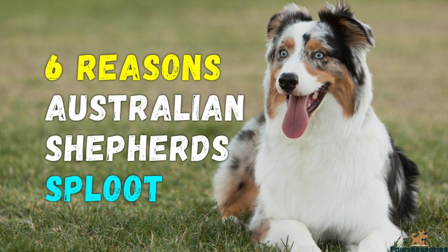 9 Reasons Why Australian Shepherds Nip & Bite + 5 Tips