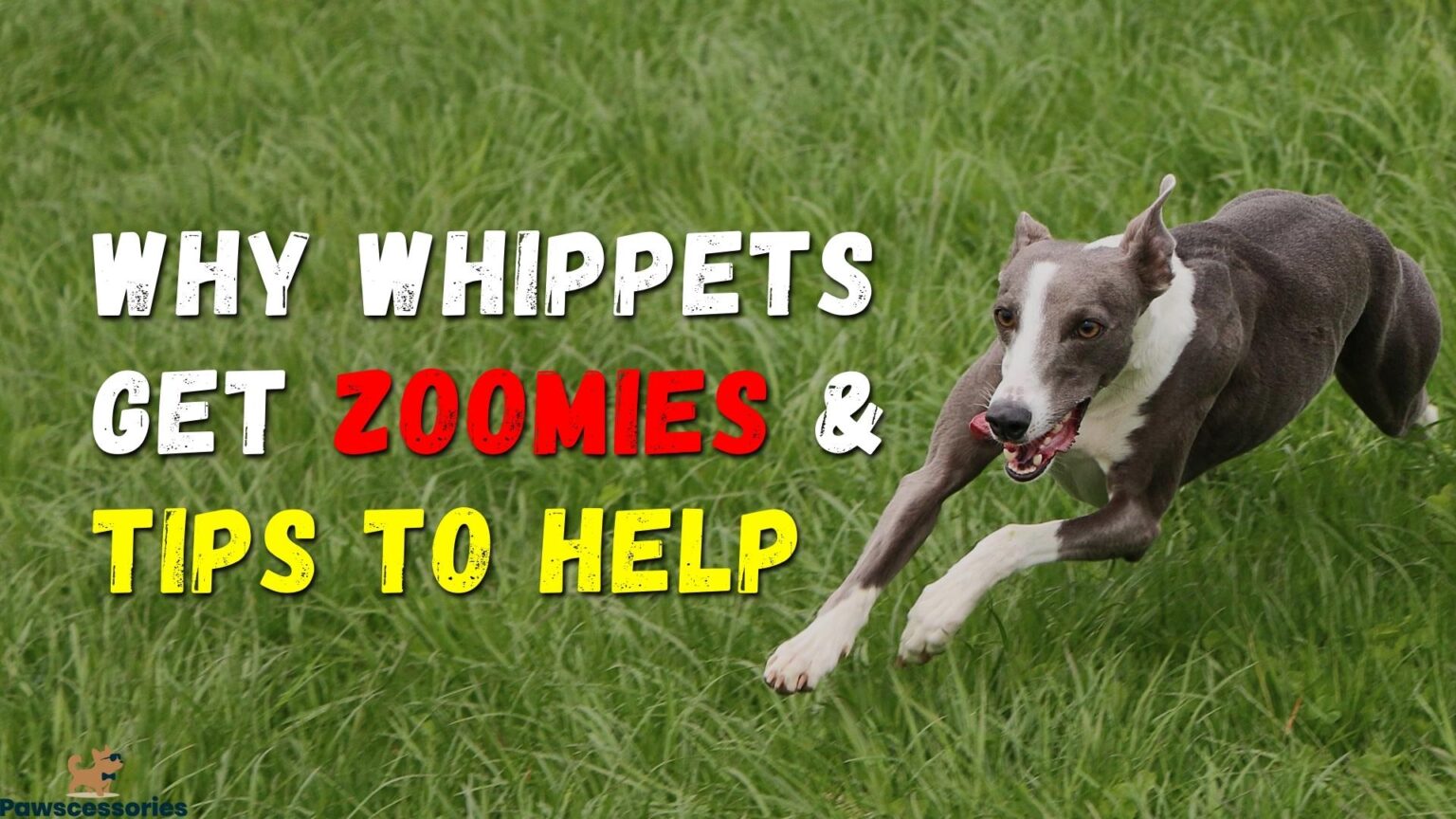 14 Reasons Whippets Shake, Shiver & Tremble (5 Is Weird)