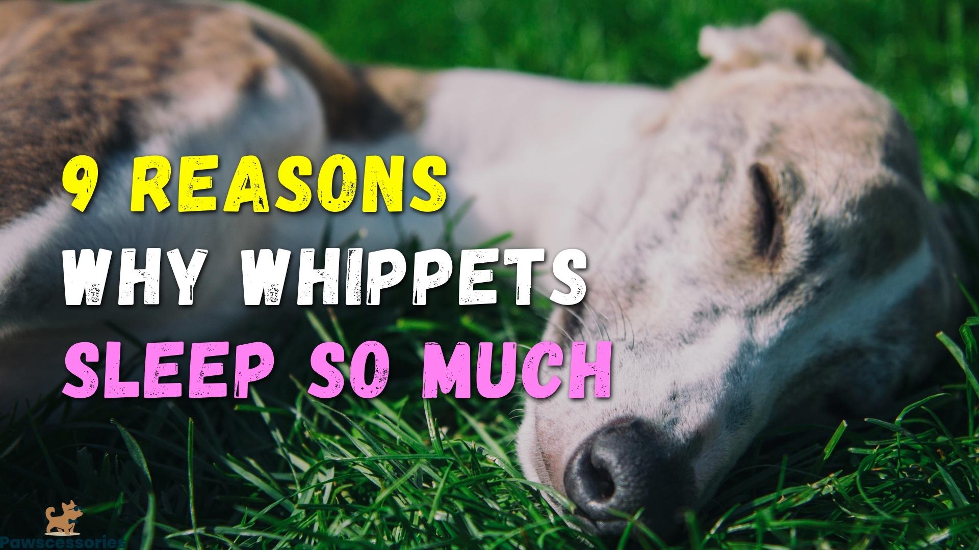 why do whippets sleep so much