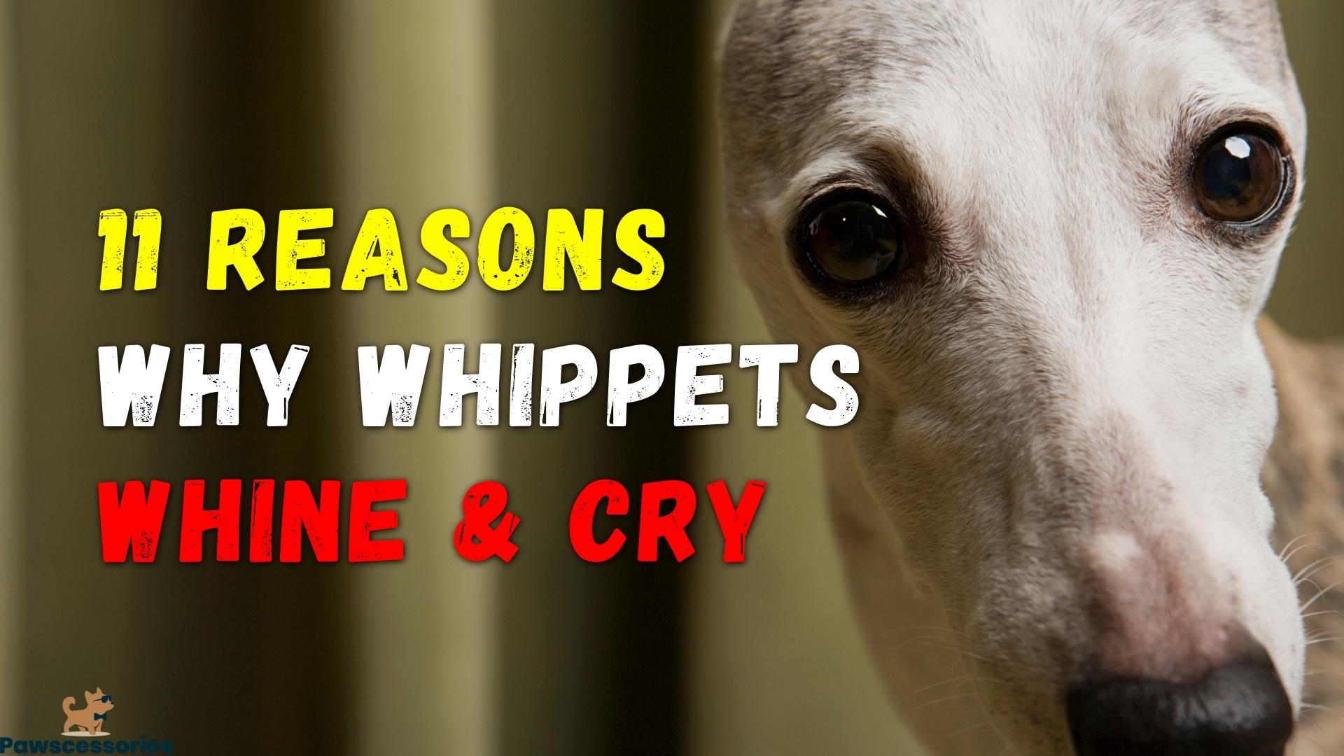 why do whippets whine & cry