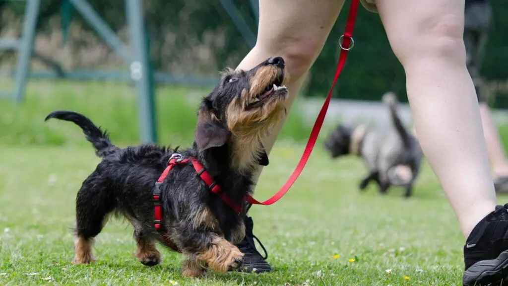 Dachshund Howling