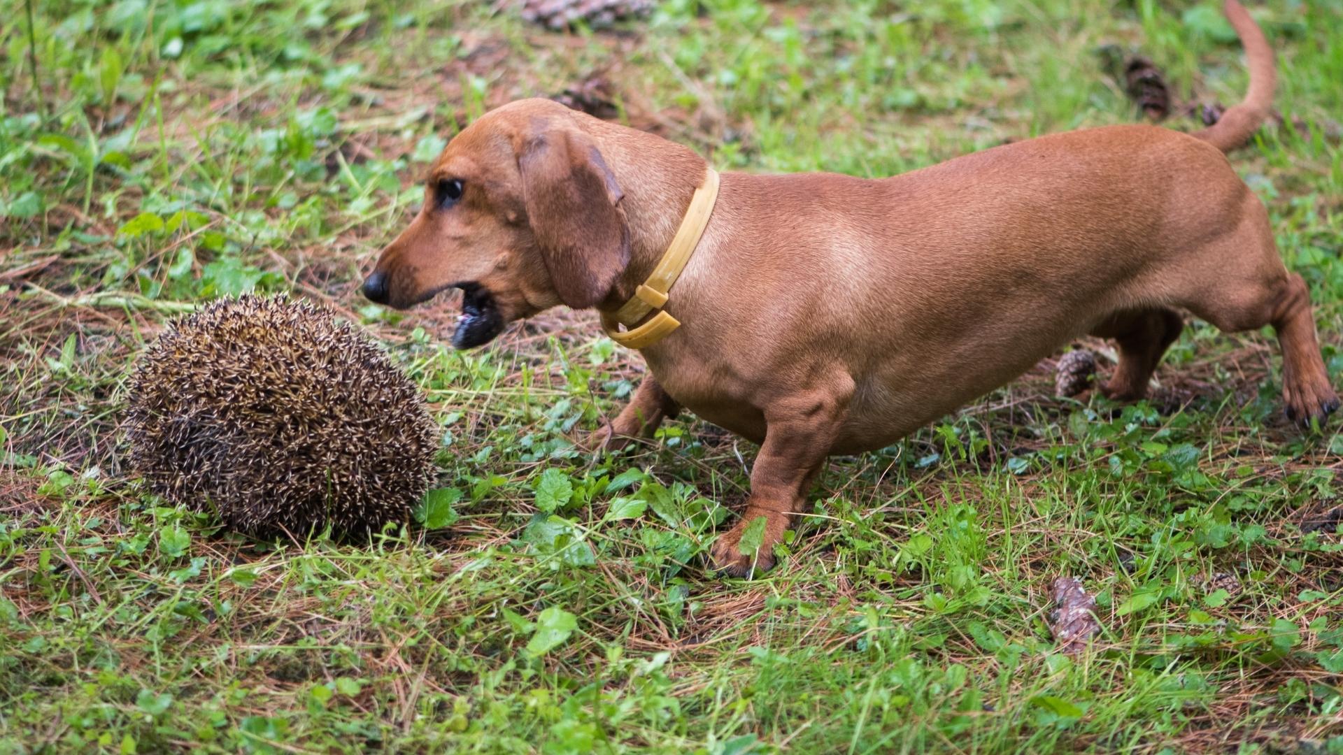 Dachshunds Hunting Are They Still Used & Are They Good?