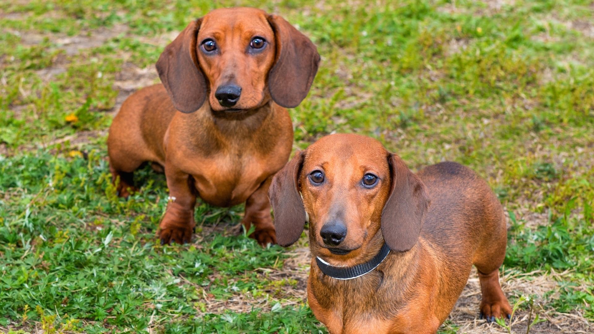 Dachshunds Hunting: Are They Still Used & Are They Good?