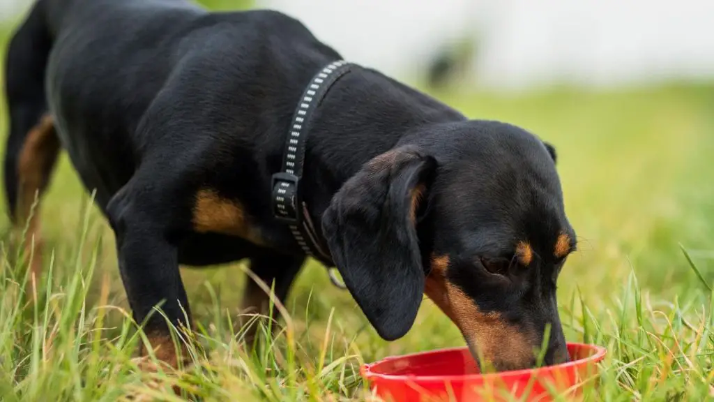 Dachshund drinking water