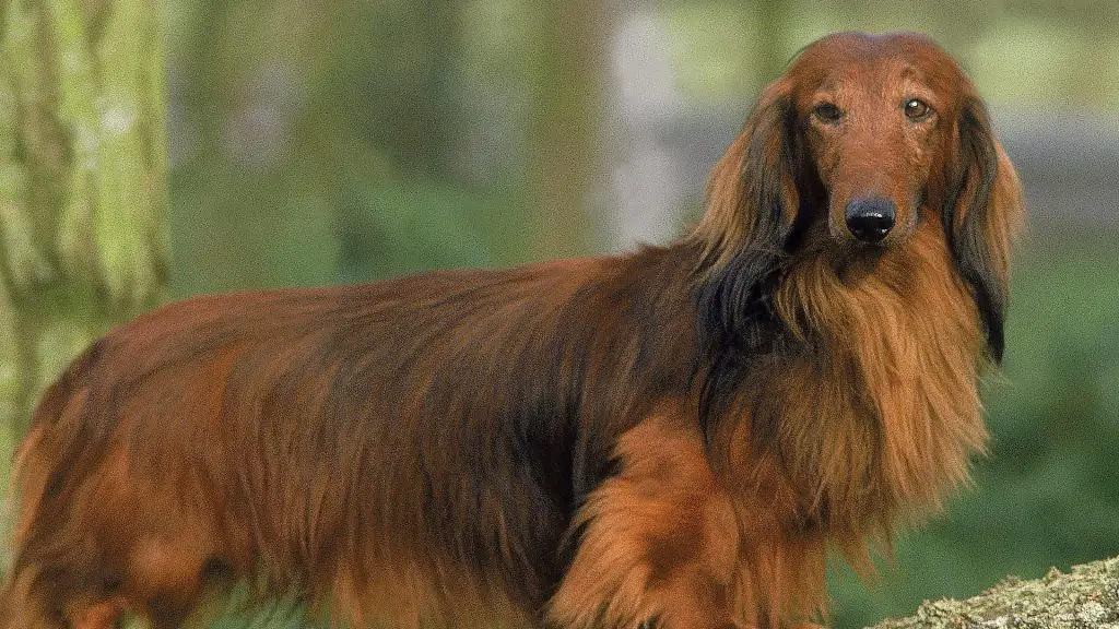 Dachshund shedding