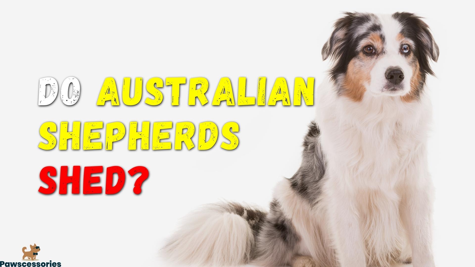 Australian Shepherd shedding