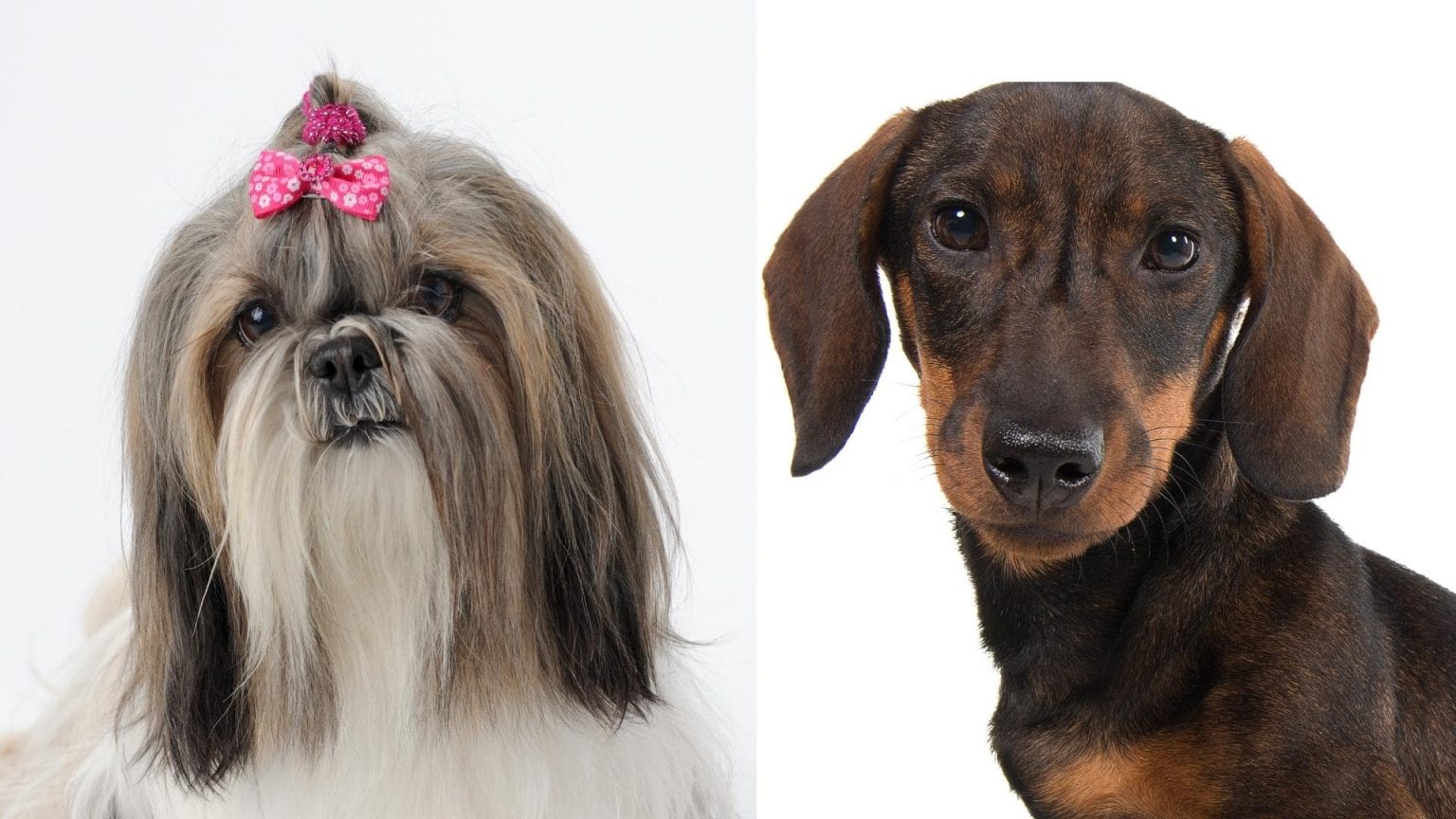 Do Dachshunds Get Along With Other Dogs? 11 Breeds Reviewed