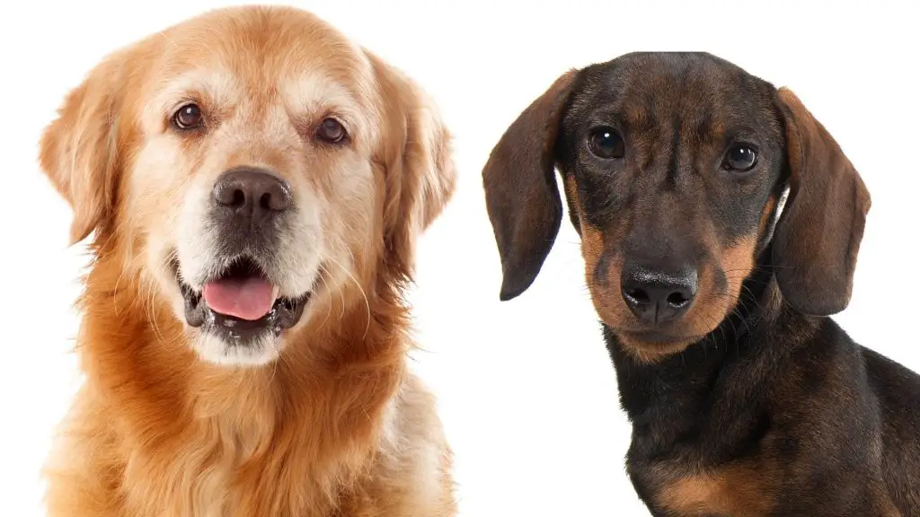 Do Dachshunds Get Along With Golden Retrievers