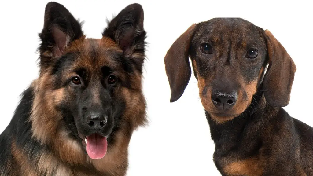 Do Dachshunds Get Along With German Shepherds