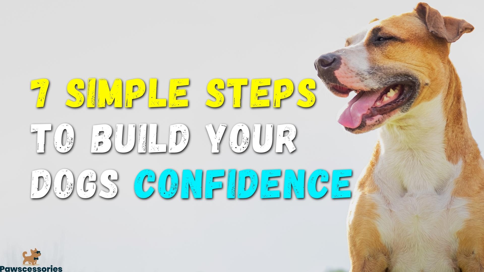 7 Ways To Eliminate Your Dogs Anxiety, Shyness Or Fear
