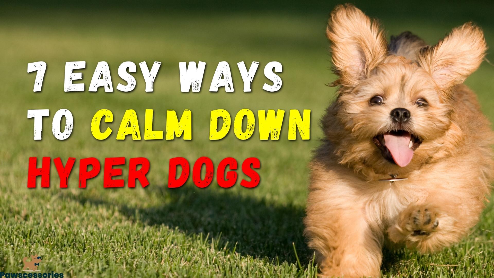 7 Simple Strategies To Quickly Calm Your Hyperactive Dog