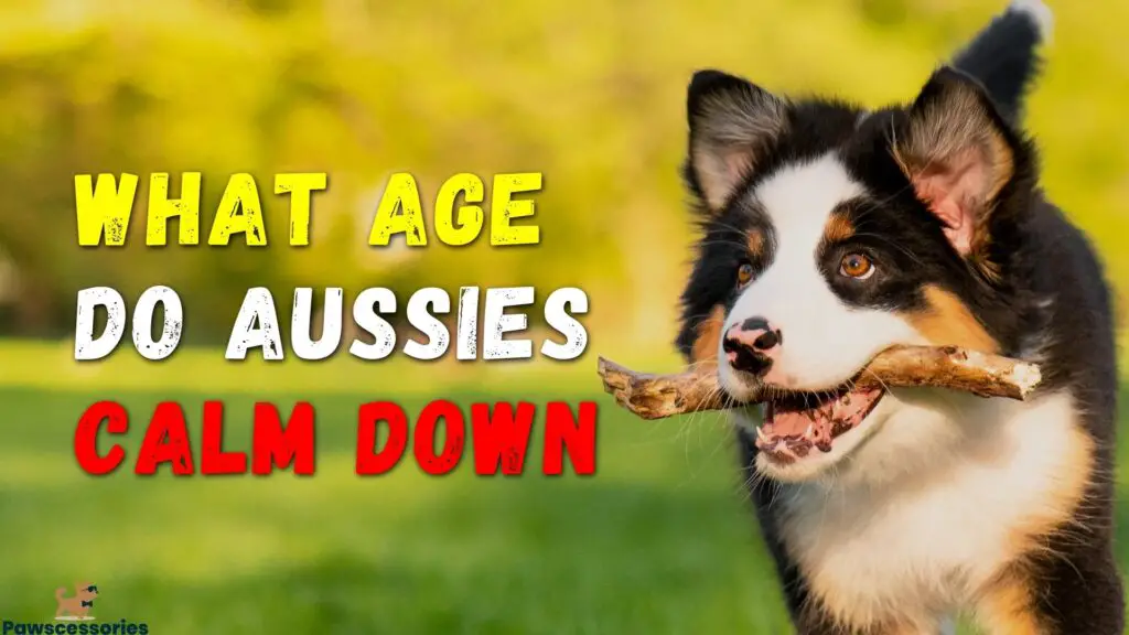 What Age Do Aussies Calm Down