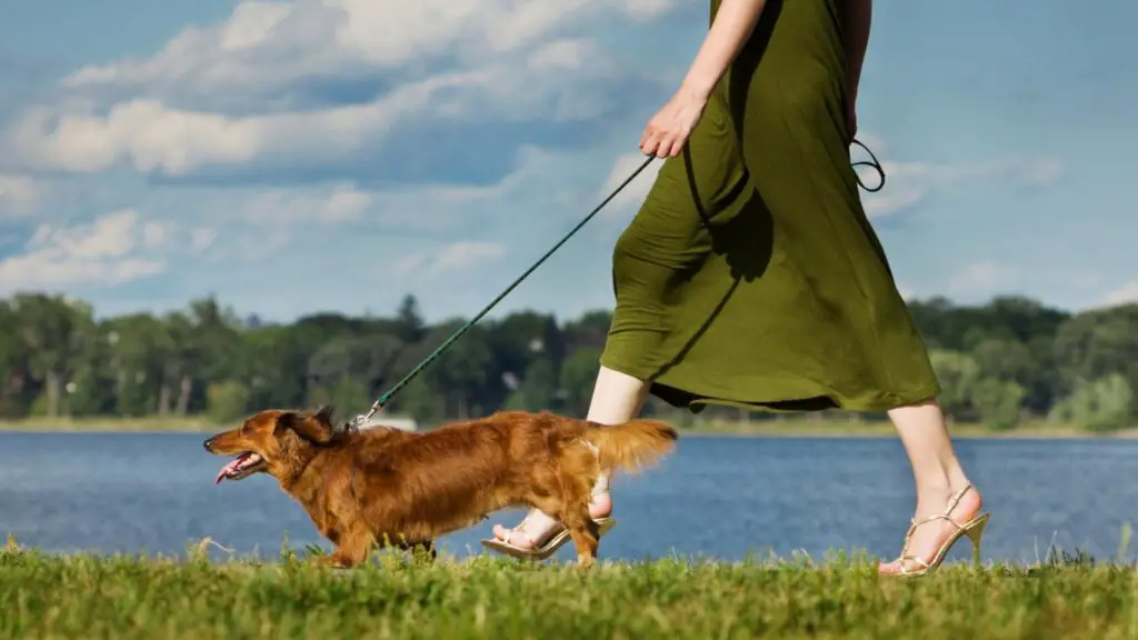 Why Dachshunds Refuse To Walk