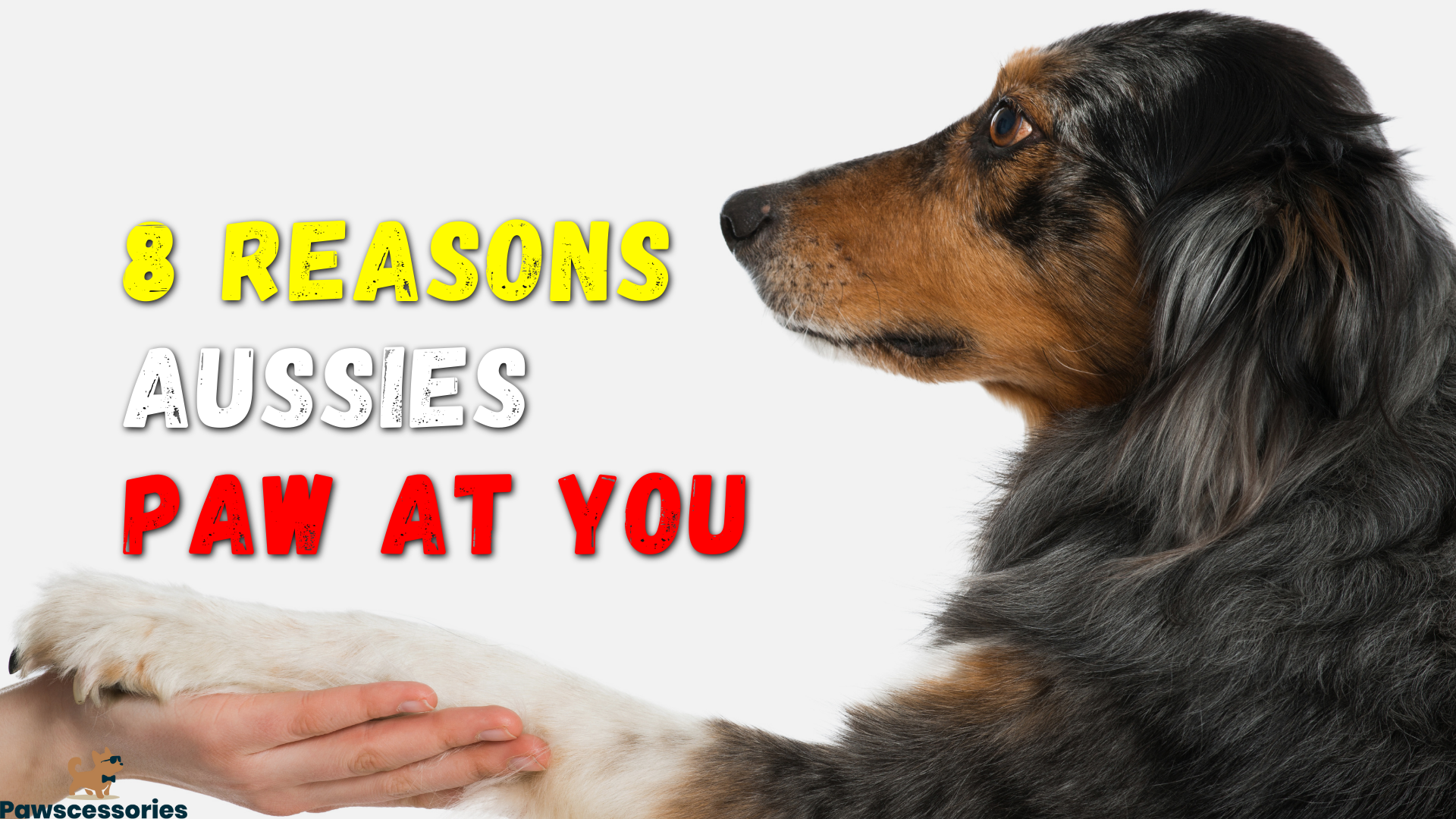 Top 8 Reasons Why Australian Shepherds Paw At You + 3 Tips