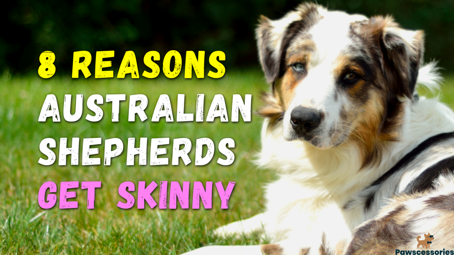 8 Reasons Australian Shepherds Get Too Skinny + 4 Tips